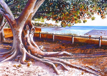 Morton Bay Fig, Thomson Bay